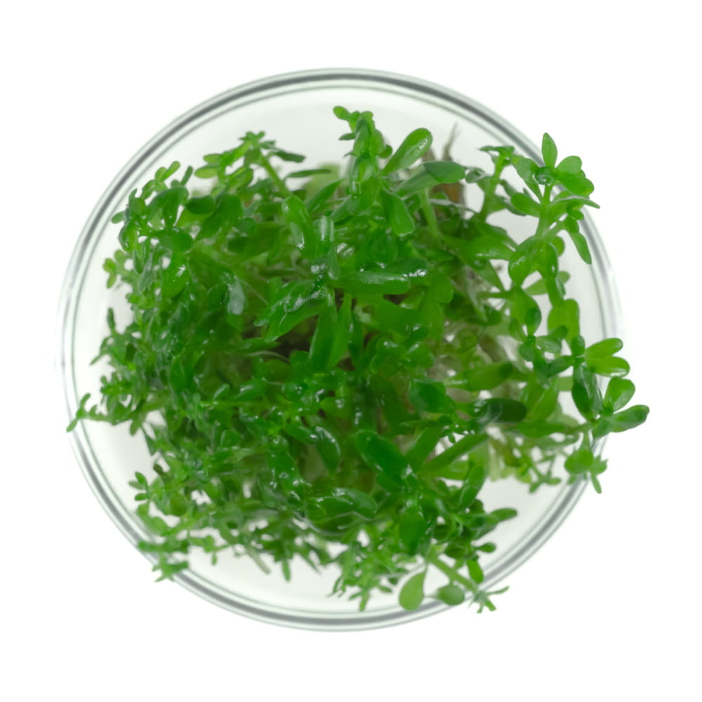 Rotala sp. Green In Vitro Kubek 10cm Roślina Do Akwarium3.jpg